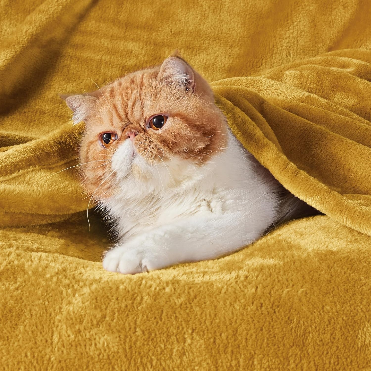 image:imageBedsure GentleSoft Fleece Bed Blankets Queen Size Grey Soft Warm Outdoor Picnic Fall Blanket for Camping Travel Lightweight Cozy AntiStatic Room Home Decor Gifts for Husband and Men 90x90 inchesBright Gold