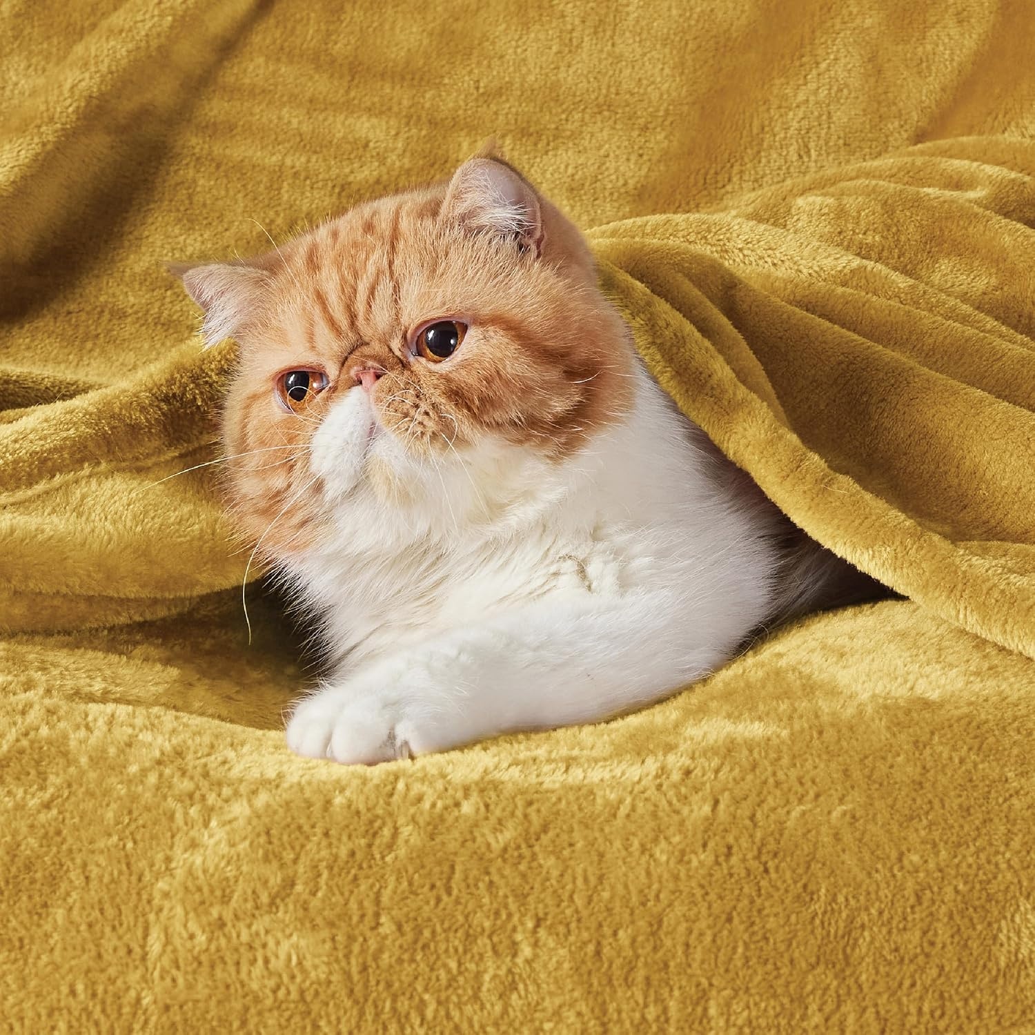 image:imageBedsure GentleSoft Fleece Bed Blankets Queen Size Grey Soft Warm Outdoor Picnic Fall Blanket for Camping Travel Lightweight Cozy AntiStatic Room Home Decor Gifts for Husband and Men 90x90 inchesBright Gold