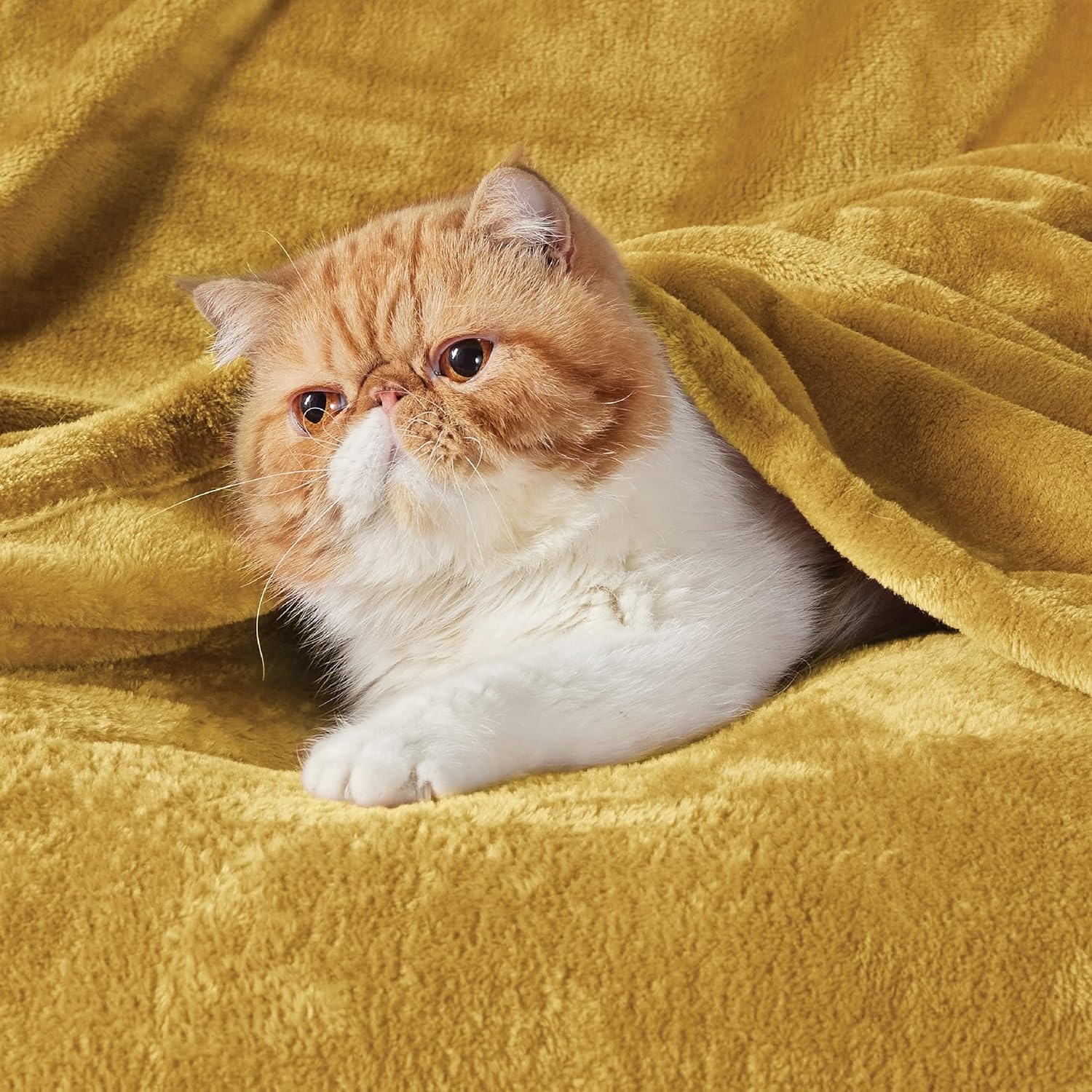 image:imageBedsure GentleSoft Fleece Bed Blankets Queen Size Grey Soft Warm Outdoor Picnic Fall Blanket for Camping Travel Lightweight Cozy AntiStatic Room Home Decor Gifts for Husband and Men 90x90 inchesBright Gold