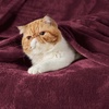 Bedsure GentleSoft Fleece Bed Blankets Queen Size Grey – Soft Warm Outdoor Picnic Fall Blanket for Camping Travel Lightweight Cozy Anti-Static, Room Home Decor Gifts for Husband and Men, 90×90 inches(Wine Red)