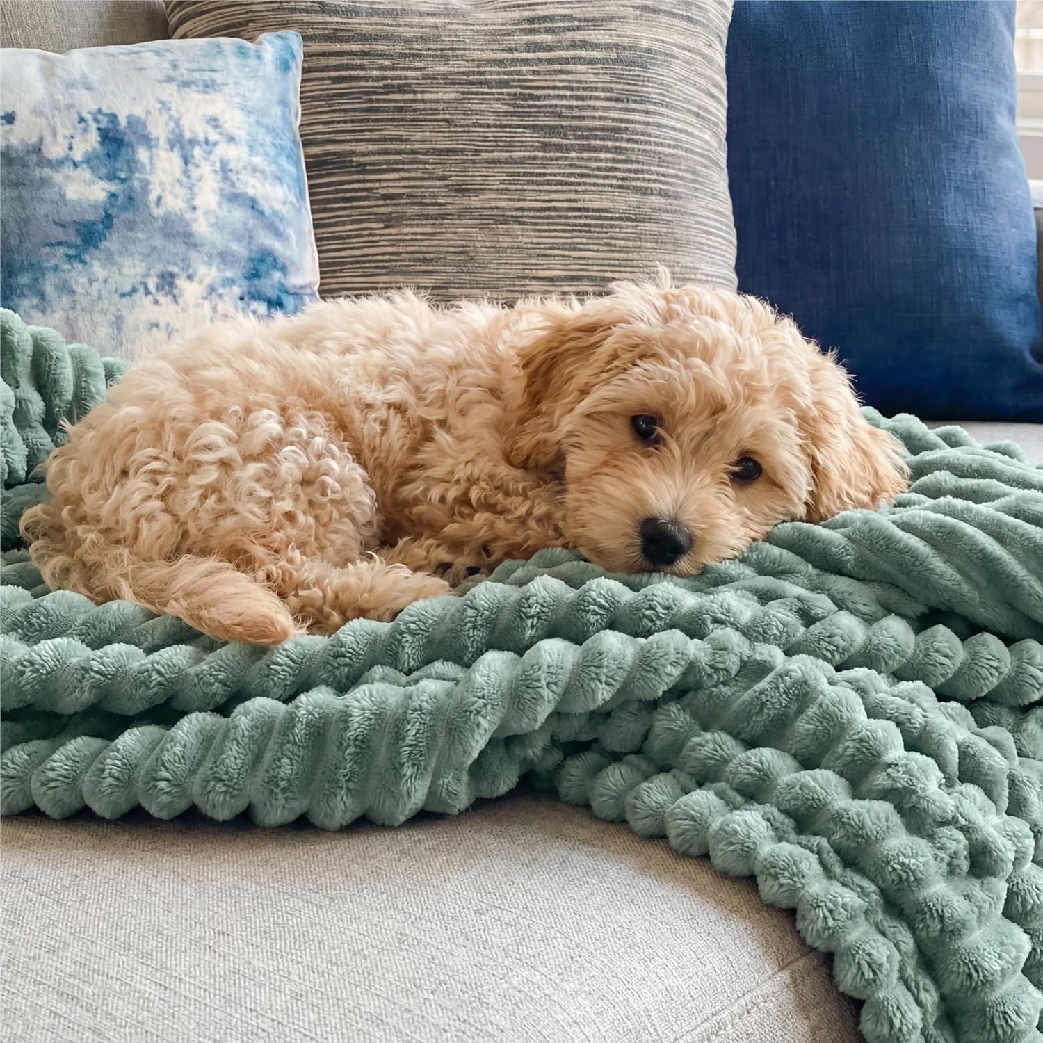 image:imageBedsure Soft Cozy Twin XL Blanket for Bed College Dorm Off White 66x90 Birthday Gifts for Women Mom Her Warm Lightweight Cozy Fluffy Throw Blanket Sofa Dorm Room Home Decor Machine WashableSage Green